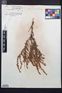 Adenostoma fasciculatum image