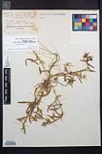 Camissoniopsis pallida subsp. pallida image