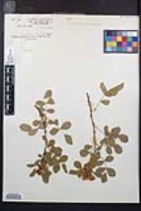 Rosa californica image