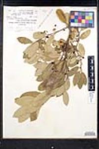 Frangula californica image