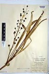 Camassia scilloides image