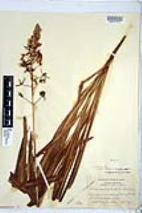 Camassia scilloides image