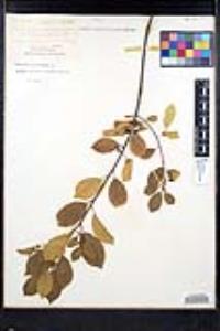 Rhamnus alnifolia image