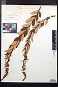 Spiraea tomentosa image