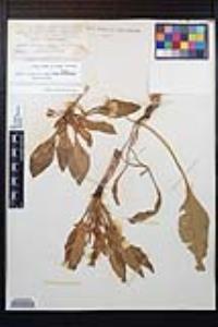 Camissonia ovata image