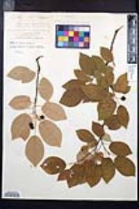 Amelanchier canadensis image