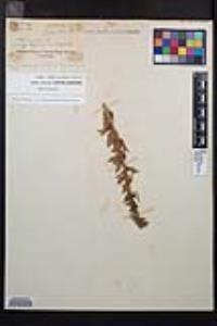 Camissoniopsis hirtella image
