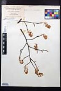 Amelanchier oblongifolia image