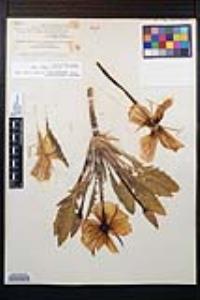 Oenothera cespitosa image