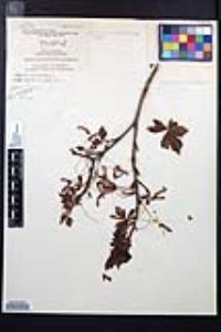 Acer rubrum var. trilobum image