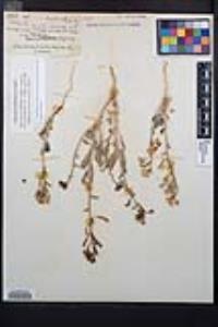 Chylismia claviformis image