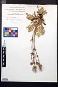 Geum triflorum image