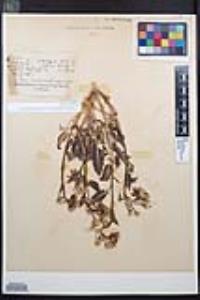Chylismia claviformis var. aurantiaca image