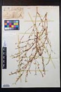 Gayophytum eriospermum image