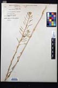 Erysimum cheiranthoides image