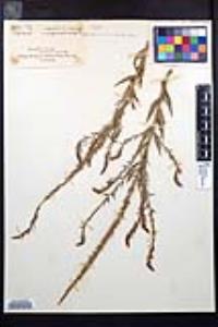 Oenothera gaura image