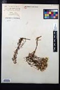 Ericameria resinosa image