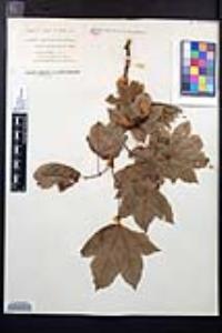 Acer circinatum image