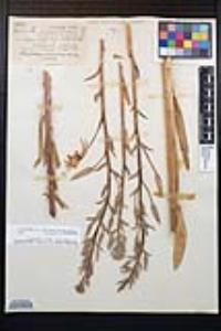 Oenothera elata subsp. hirsutissima image