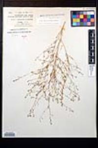 Gayophytum diffusum image