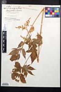 Aruncus vulgaris image