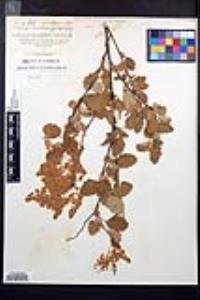 Holodiscus discolor image