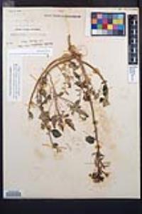 Chylismia claviformis var. peirsonii image
