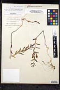 Scutellaria angustifolia image