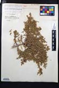 Juniperus osteosperma image