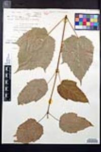 Acer pennsylvanicum image