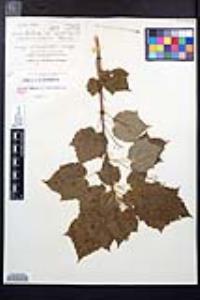 Acer spicatum image