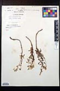 Oenothera perennis image
