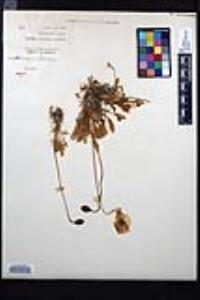 Papaver radicatum image