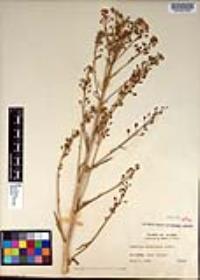 Camelina microcarpa image