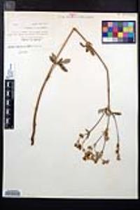 Potentilla gracilis var. fastigiata image