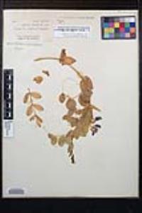 Lathyrus japonicus image