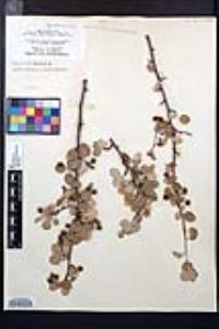 Amelanchier utahensis image