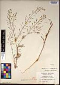 Descurainia pinnata subsp. glabra image