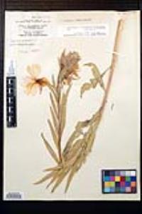 Oenothera elata image