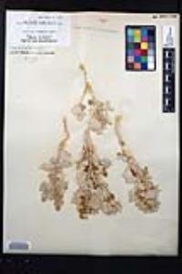 Atriplex hymenelytra image