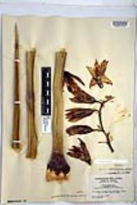 Yucca baccata image