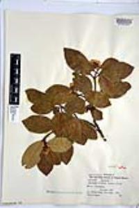 Viburnum suspensum image