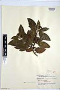 Viburnum tinus image