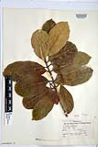 Viburnum odoratissimum image