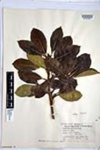 Viburnum odoratissimum image