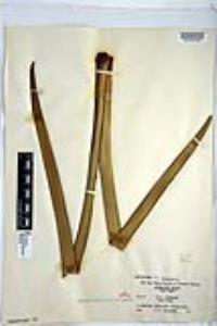 Phormium tenax image