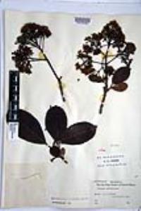 Viburnum odoratissimum image