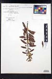 Noltea africana image