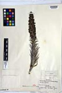 Echium fastuosum image