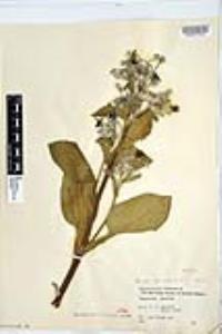 Borago officinalis image